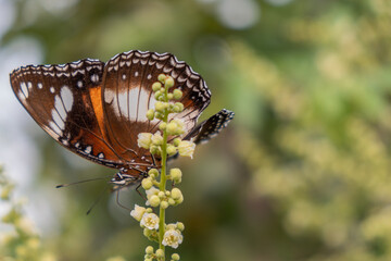 Colorful black butterfly perch in a longan tree flower