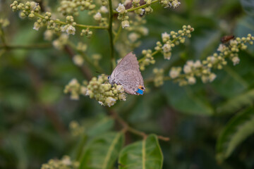 butterfly on a flower