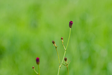 Medicinal plant Burnet, on a green background.