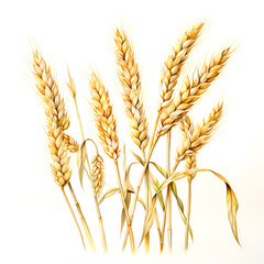 wheat sticks on white background 