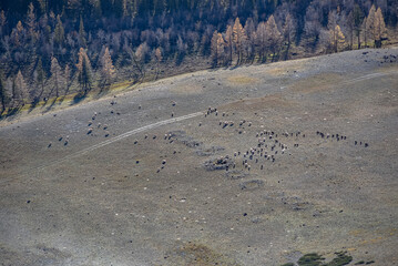A herd of rams and sheep grazing on a field in autumn. - obrazy, fototapety, plakaty