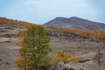 Mountain landscape. Mountainous area with yellow trees in autumn.