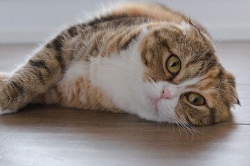 Tabby multicolor scottish fold years cat relaxed