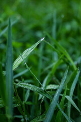 Dew drops on grass. Green background.