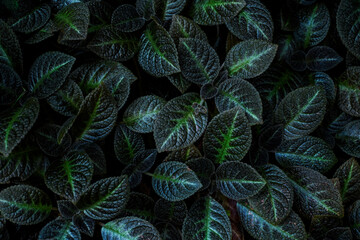 Green leaves of Fittonia albivenis - species of flowering plant in the family Acanthaceae. Carpet of dark green foliage.