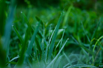 Dew drops on grass. Green background.