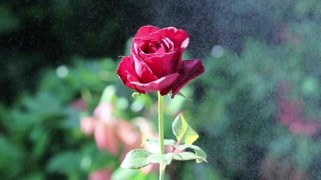 A beautiful blooming red rose on the tree