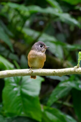 Ferruginous Flycatcher