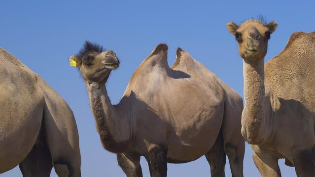 Domestic camels in the desert of Kazakhstan