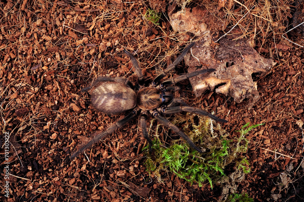 Poster Braune Falltürspinne // Funnel-web trapdoor spider (Acanthogonatus francki) - Chile