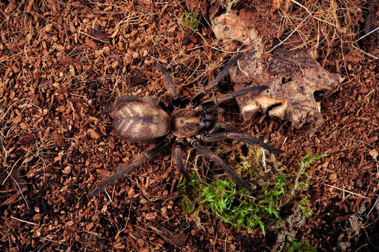 Braune Fallt&uuml;rspinne // Funnel-web trapdoor spider (Acanthogonatus francki) - Chile