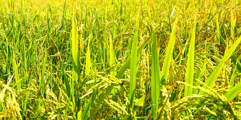 Obraz premium The green and yellow ears of Rice grains before harvest rice fields in Bangladesh.
