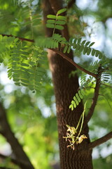 beautiful flowers with sun light. Blurred background, Selective focus.
