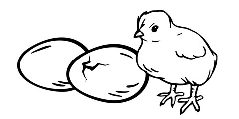 chicken and eggs, organic farming vector outline illustration for poster, flyer, farm products package, book design. poultry farming and egg production symbol. vector doodle illustration