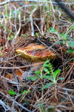 boletus mushrooms under dry pine needles close-up