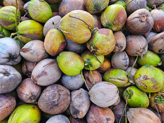 Lots of coconut in Thailand, closeup coconuts