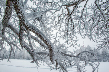 Lao Rik soft rime landscape, northwest of Zhenbong Mountain, at the junction of Helong city and Antu County, Yanbian Korean Autonomous Prefecture, Jilin Province, China