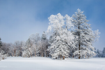 Lao Rik soft rime landscape, northwest of Zhenbong Mountain, at the junction of Helong city and Antu County, Yanbian Korean Autonomous Prefecture, Jilin Province, China