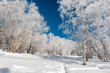 Lao Rik soft rime landscape, northwest of Zhenbong Mountain, at the junction of Helong city and Antu County, Yanbian Korean Autonomous Prefecture, Jilin Province, China