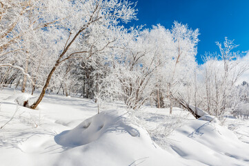 Lao Rik soft rime landscape, northwest of Zhenbong Mountain, at the junction of Helong city and Antu County, Yanbian Korean Autonomous Prefecture, Jilin Province, China