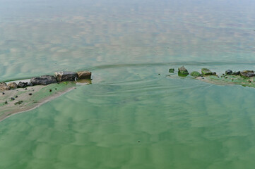 Green water polluted with green algae. the reflection of the sky in the water.