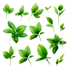 green leaves isolated on white, PNG
