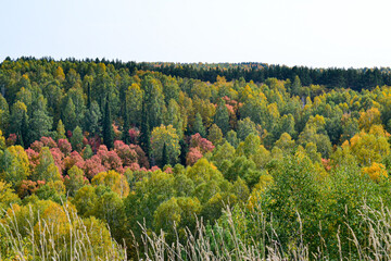 Autumn landscape. Forest in September. Red aspen leaves surrounded by birch trees.