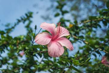 Close up of blooming pink Hibiscus rosa-sinensis flower on natural green blurred background against blue sky with copy space.