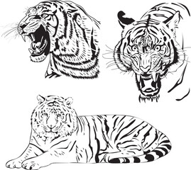Silhouette of Tiger, big cat, mammal. Can be use to poster design, merchandise design, sticker, card, etc. 
