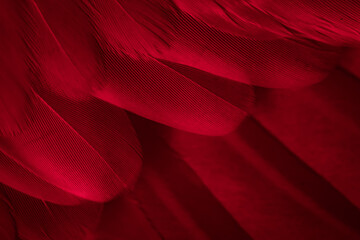 red feather pigeon macro photo. texture or background