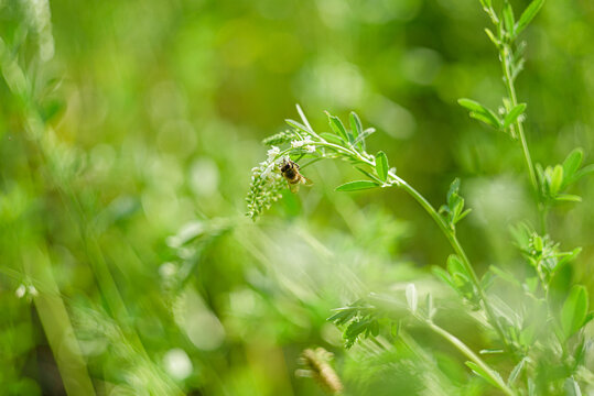 A bee collects nectar from clover. Close-up.
