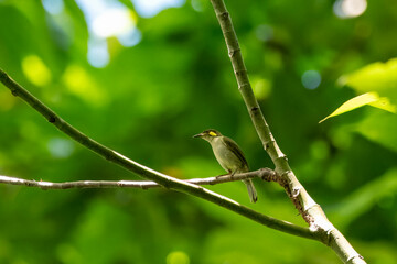 Mimic honeyeater or Microptilotis analogus observed in Waigeo in West Papua, Indonesia