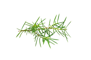  juniper twigs on a white isolated background