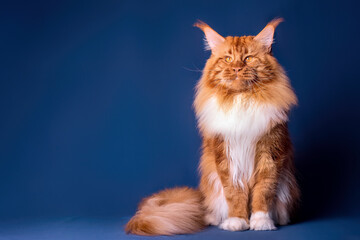 Big maine coon cat sitting on blue background.