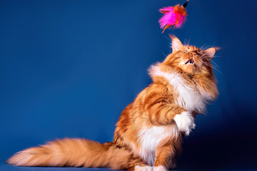 Big maine coon cat sitting on blue background.