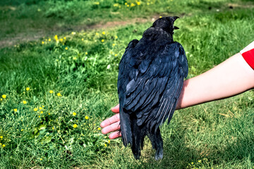 A black rook chick sits on a hand...