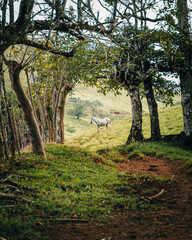Fototapeta na wymiar horse at the end of a trail