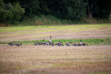 Wildgänse und Wildenten auf einem Acker in der Samtgemeinde Lathen, Landkreis Emsland, Niedersachsen Deutschland, auf Nahrungssuche im Juli 2023