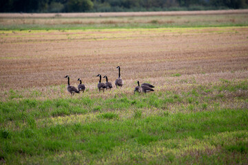 Wildgänse und Wildenten auf einem Acker in der Samtgemeinde Lathen, Landkreis Emsland, Niedersachsen Deutschland, auf Nahrungssuche im Juli 2023