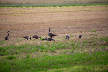 Wildgänse und Wildenten auf einem Acker in der Samtgemeinde Lathen, Landkreis Emsland,...