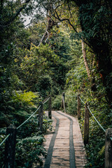 woodway in the forest