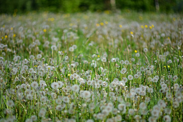 Taraxacum officinale. Many dandelions in the field.