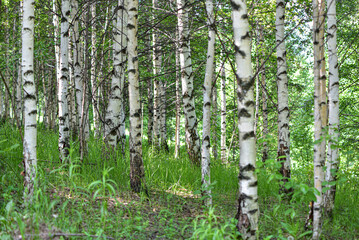 Birch trees in the forest, early summer morning.