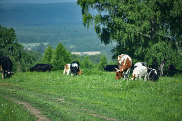 Cows graze on a green meadow.