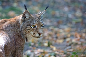 Lynx in the forest a portrait
