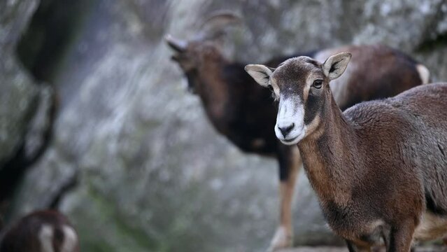 Portrait of a sheep. European mouflon of Corsica. One female and one male Ovis aries musimon. Real time.