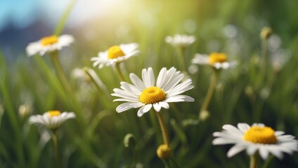 a field full of daisies

