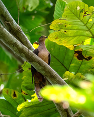 Sultan's cuckoo-dove (Macropygia doreya) observed in Waigeo in West Papua, Indonesia