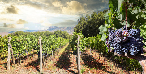 Vineyard with red wine grapes before harvest in a winery near Etna area, wine production in Sicily,...