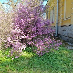 Early-blooming spring plants. Huge pink Rhododendron dauricum bushes in the garden. Floral wallpaper.